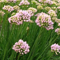 Allium 'Sugar Melt' Photo: Nijssen